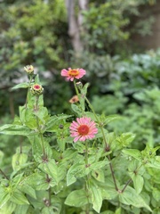 Zinnia elegans