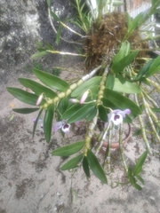 Dendrobium nobile