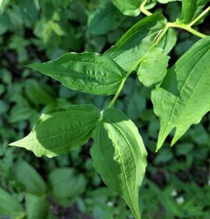 Prosartes hookeri