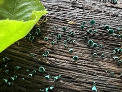 Chlorociboria aeruginascens