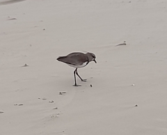 Vanellus chilensis