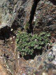 Erigeron salishii