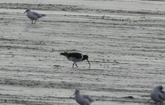 Haematopus ostralegus