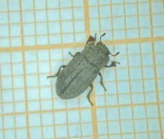 Opatrini