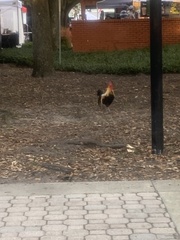Gallus gallus domesticus