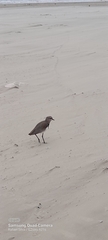 Vanellus chilensis