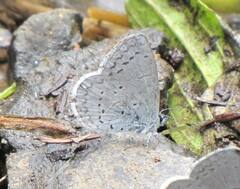 Celastrina