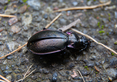 Carabus nemoralis
