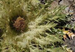 Cirsium scariosum