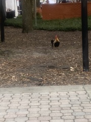 Gallus gallus domesticus