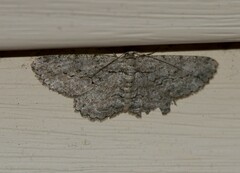 Anavitrinella pampinaria