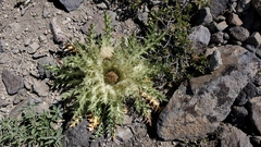 Cirsium scariosum