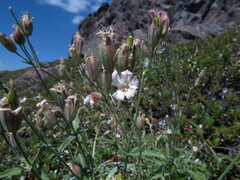 Silene douglasii