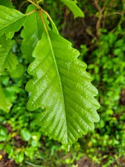 Quercus montana