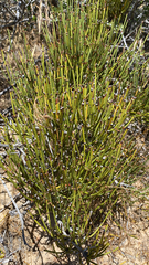 Ephedra