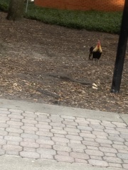 Gallus gallus domesticus