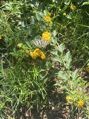 Iphiclides podalirius