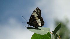 Limenitis weidemeyerii