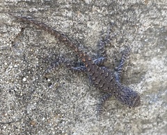 Sceloporus undulatus