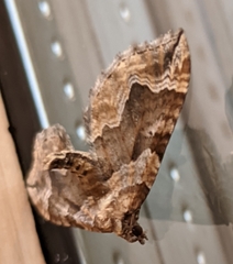 Pelurga comitata