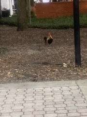 Gallus gallus domesticus