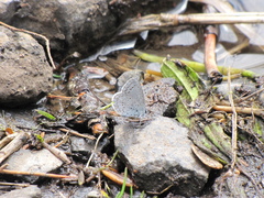 Celastrina