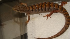 Elgaria multicarinata