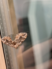 Pelurga comitata