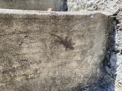 Sceloporus undulatus