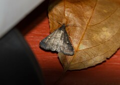 Tetanolita mynesalis