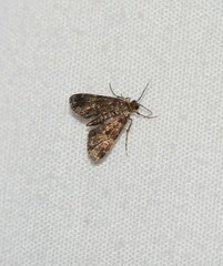 Elophila obliteralis