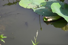 Siluriformes