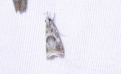 Microcrambus