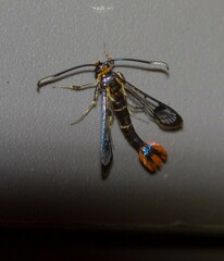 Synanthedon acerrubri