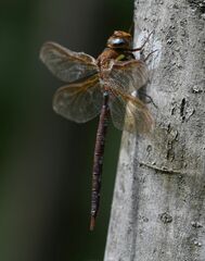 Aeshna grandis