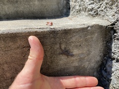 Sceloporus undulatus