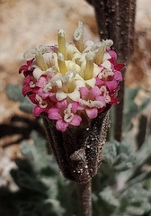 Chaenactis nevadensis