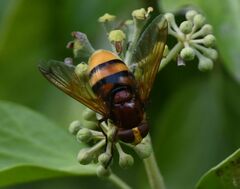 Volucella zonaria