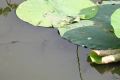 Siluriformes