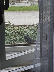 Hirundo rustica