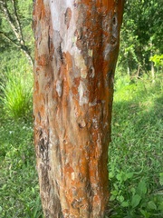 Trentepohlia aurea