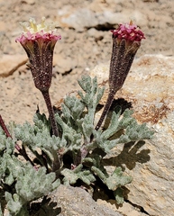 Chaenactis nevadensis