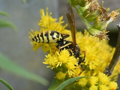 Polistes dominula