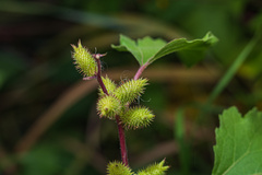 Xanthium orientale