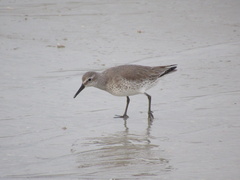 Calidris canutus