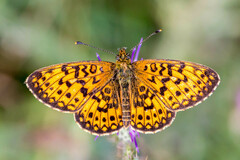 Boloria selene