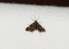 Elophila obliteralis