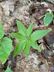Lysimachia borealis