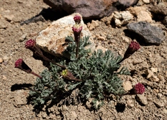 Chaenactis nevadensis