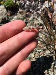 Luzula spicata